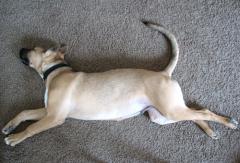 Afternoon snooze