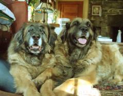 My Leonbergers