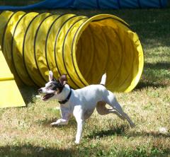 Petey Loves Agility