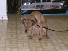 Miniature Pinscher - "I'm Sorry"