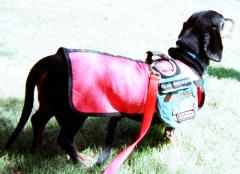 Service Dog Ready for Work