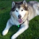 Malamute Mom's picture