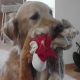 GoodDogTrainer's picture