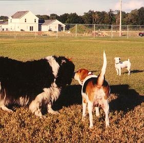 07_Dog park Sniff 4.jpg