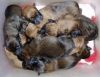 z_tibetlitter_023_1.preview.jpg