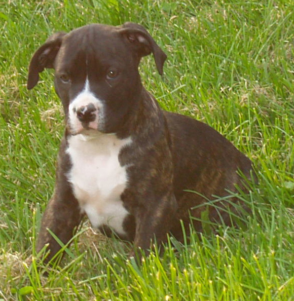 before you get your puppy ch 1 before you get your puppy daily before you get your puppy ch 1 before you get your puppy daily