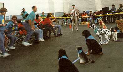 Musical Chairs Dog Star Daily