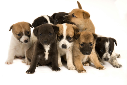 Choosing Your Puppy Dog Star Daily