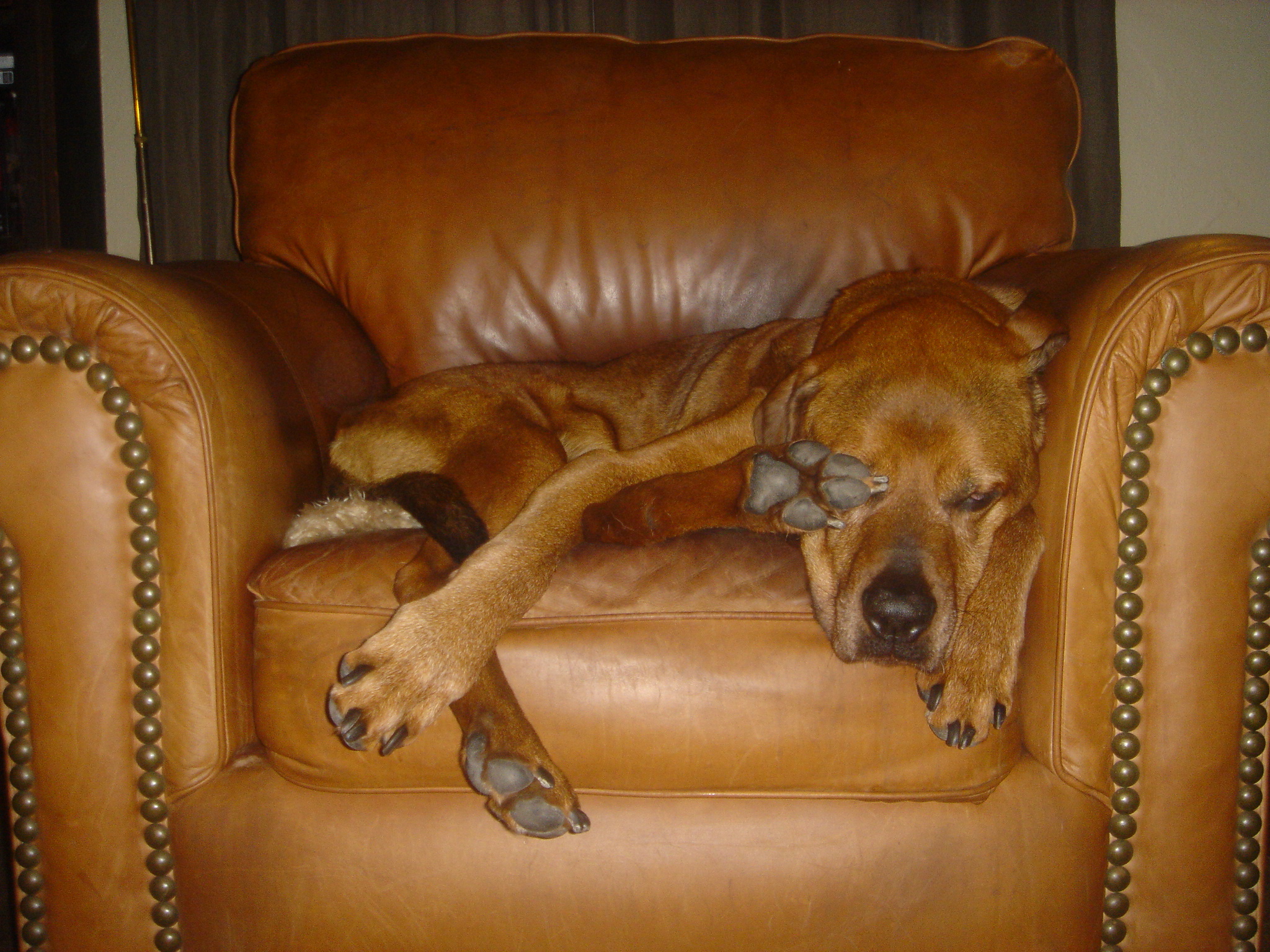 Why Beat The Dog? | Dog Star Daily