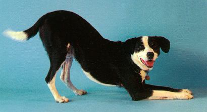 Good Behavior | Dog Star Daily