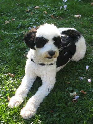 Who Let The Cat Out of the Bag? Or is it Who Let The Dog Out? Or, what