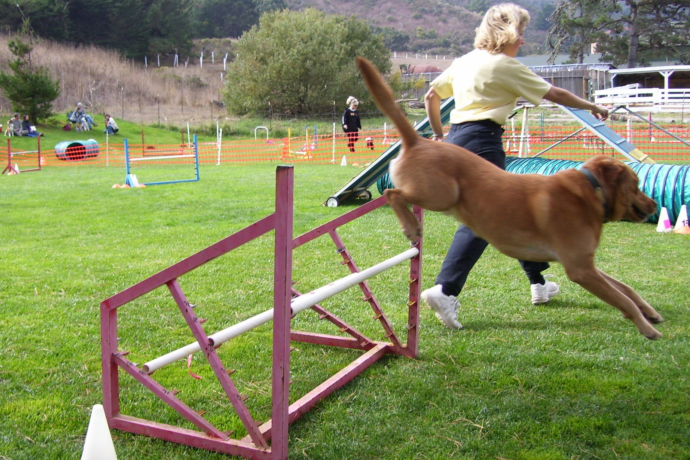 Dog Tunnel Better Sporting Dogs 10ft Agility Tunnel With Sandbags
