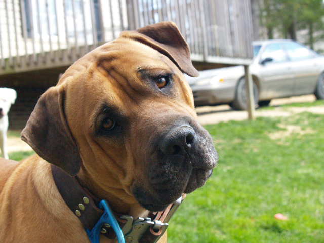 Dangerous Dog Diatribe Dog Star Daily