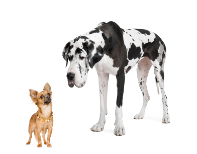 Size Matters! How to Safely Introduce Big and Little Dogs