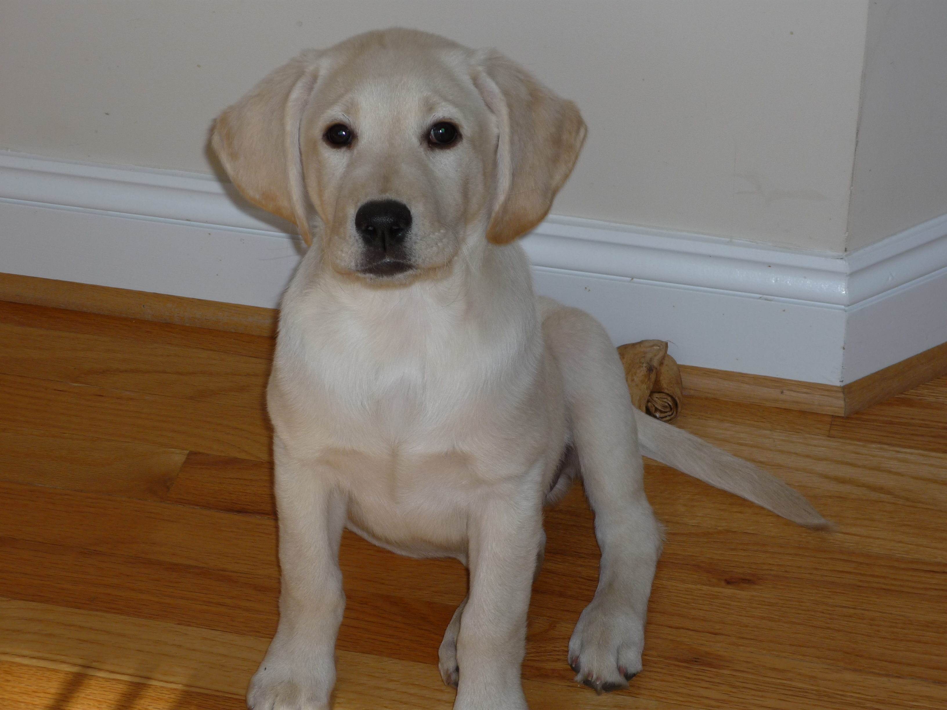 Labrador puppy 6 best sale months