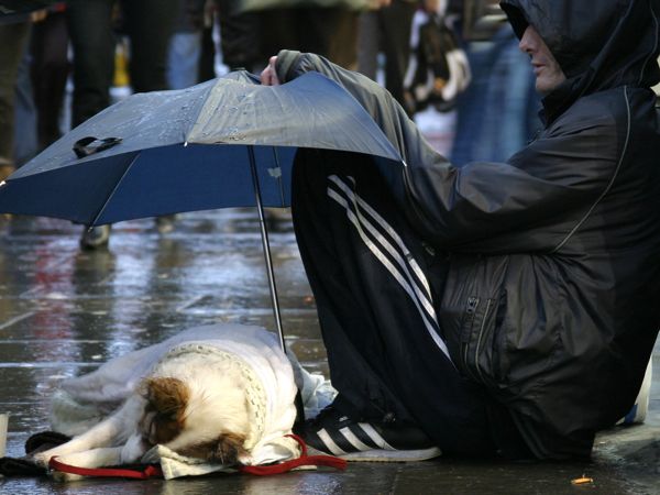 dog under umbrella
