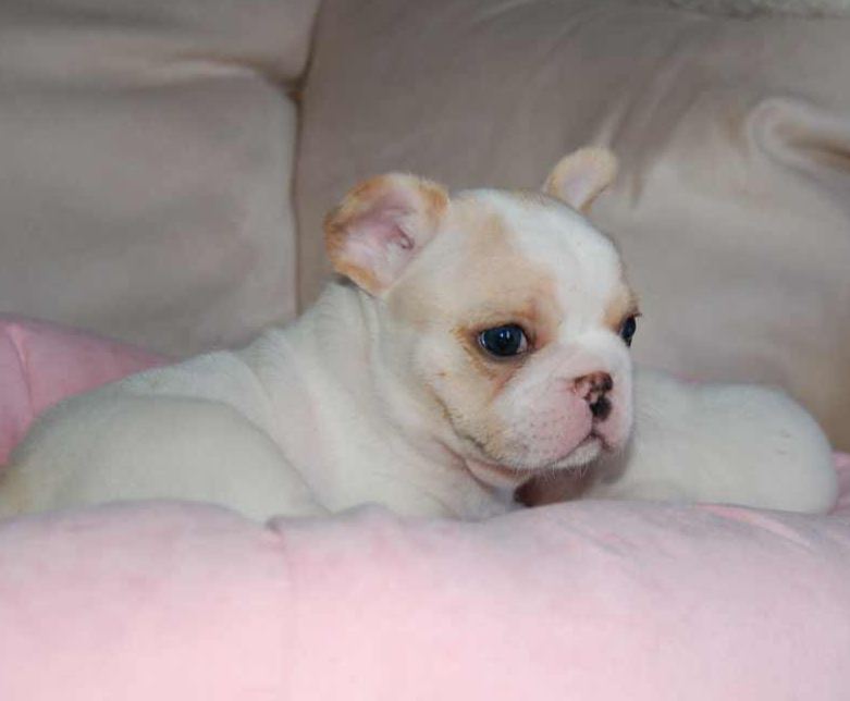Puppies under deals 12 weeks