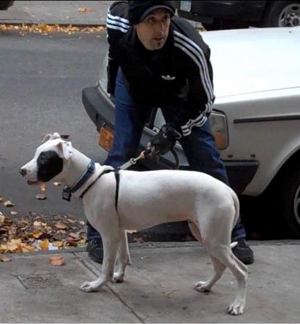 Counter Conditioning Leash Reactive Dogs - Less Stress ...