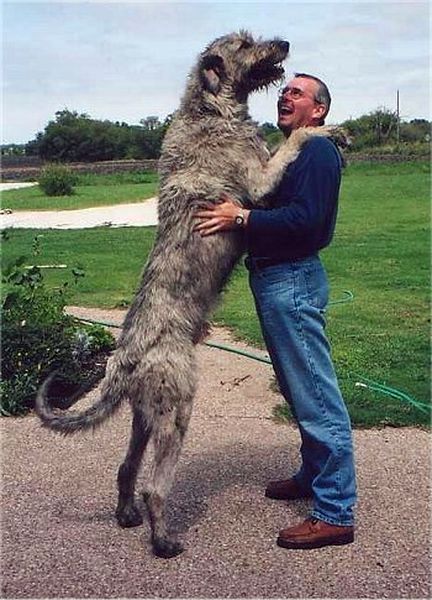Big store dog training
