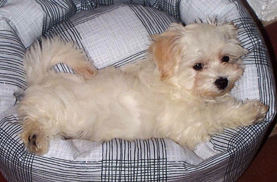 how to teach my dog to stay home alone