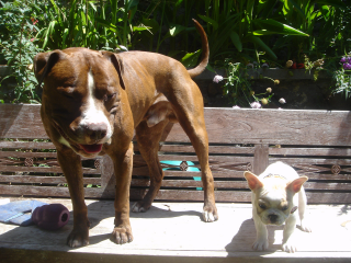 120_Puppy_or_Adult.png 120_Puppy_or_Adult.png