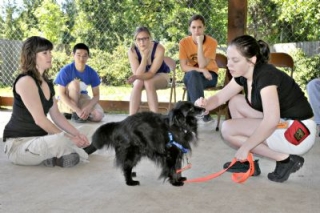 "Sheltie" Photo courtesy of the Corvallis Gazette-Times Courtesy of the Corvallis Gazette-Times