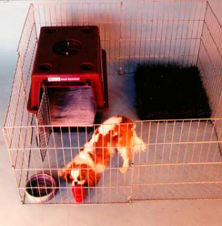 crate training puppy first day