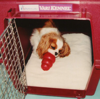 Errorless Chewtoy Training Dog Star Daily