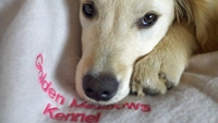 Golden Pup at 5 months old.