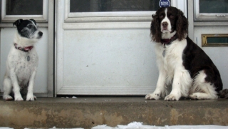 Trip and Bean on the steps without Lily