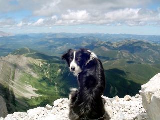 Don't jump. Enjoy the view.