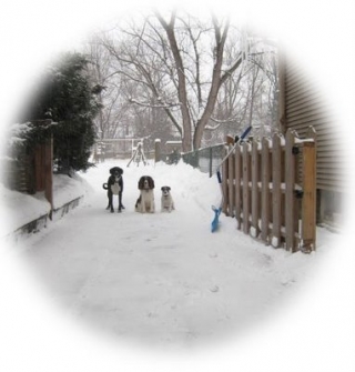 DogFenceWait copy.jpg DogFenceWait copy.jpg