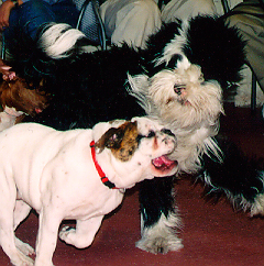 DogPlay.png DogPlay.png