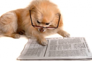Dog with glasses on reading a paper. 