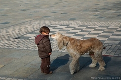 Safe Interaction? dog sniffs boy