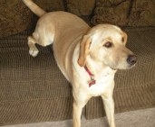 She still looks hungry. Ellie the Labrador