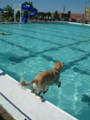Dog water shoes for swimming outlet