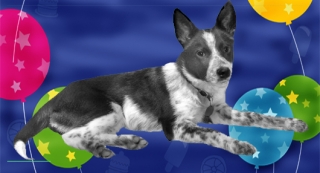 Flick the Uber Genius Dog