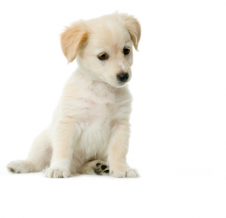Golden_pup_sit2.jpg Golden_pup_sit2.jpg