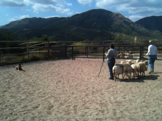 Empathy; The ultimate gift to a dog trainer Raven's day with the sheep.