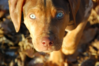 Blue-eyed Boy