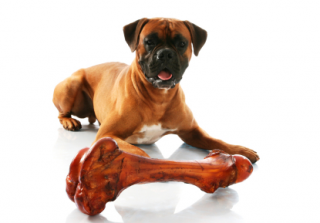 Mastiff_Big_Bone_copy.png