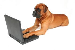 Mastiff_computer1.jpg