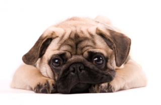 Pug down.jpg Pug down.jpg