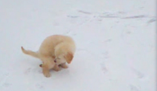 Puppy pooping in snow