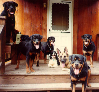 RottiesonPorch.png