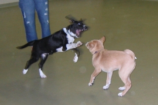 Looks scary, but seconds later both dogs were happily playing bitey-face Pilot and Sasha playing a rousing game of bitey-face