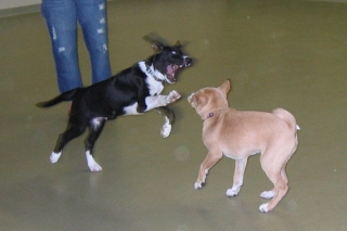 Pilot and Sasha playing a rousing game of bitey-face