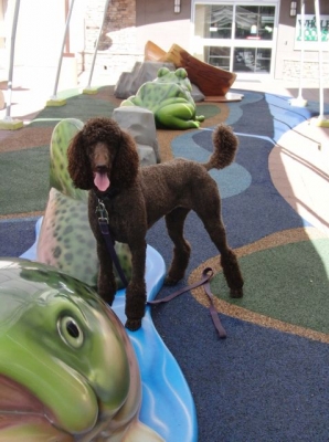 Sadie enjoys the playground at the outdoor shopping mall dog at playground, dog and frog, dog playing