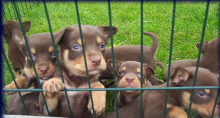 The Kelpie Litter!